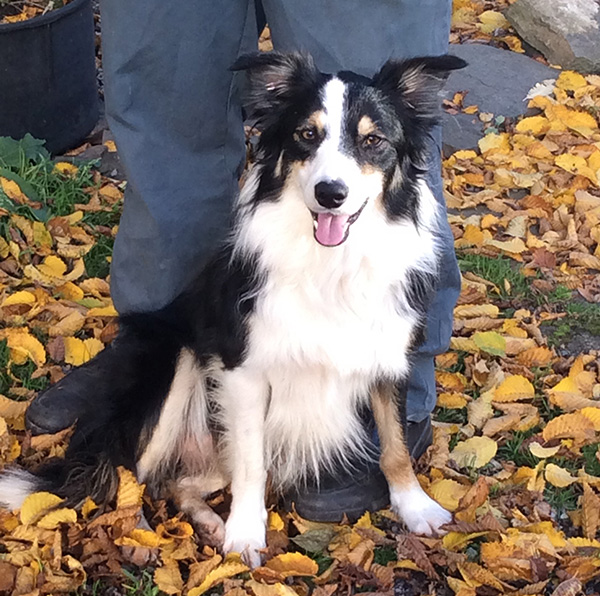 Daisy the collie
