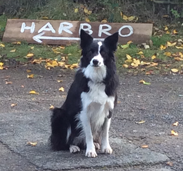 Mist the collie dog