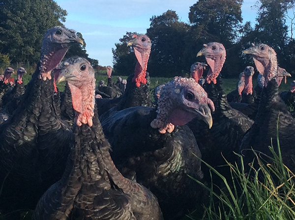 Maryfield free range turkeys