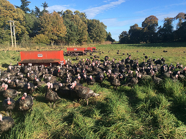 Maryfield Turkeys